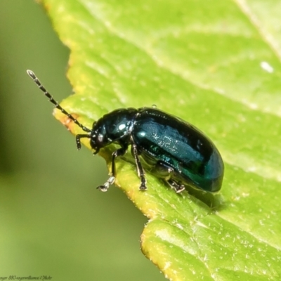 Altica sp. (genus) (Flea beetle) at Acton, ACT - 23 Feb 2022 by Roger
