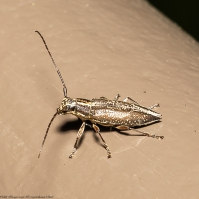 Temnosternus planiusculus (Longhorn beetle) at ANBG - 23 Feb 2022 by Roger