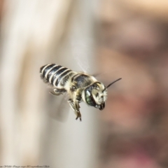 Megachile (Eutricharaea) serricauda at Macgregor, ACT - 23 Feb 2022 01:50 PM