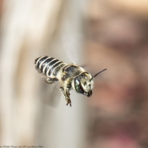 Megachile (Eutricharaea) serricauda at Macgregor, ACT - 23 Feb 2022