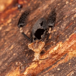 Ptilocnemus lemur at Paddys River, ACT - 20 Feb 2022