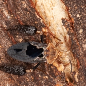 Ptilocnemus lemur at Paddys River, ACT - 20 Feb 2022