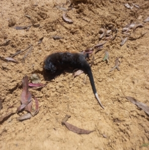 Hydromys chrysogaster at Coree, ACT - 12 Feb 2022