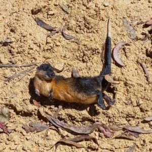 Hydromys chrysogaster at Coree, ACT - 12 Feb 2022