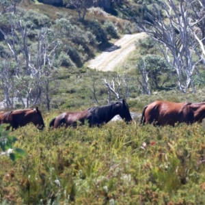 Equus caballus at Pilot Wilderness, NSW - 19 Feb 2022