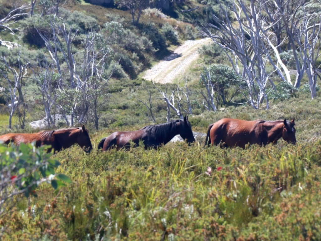 Equus caballus at Pilot Wilderness, NSW - 19 Feb 2022