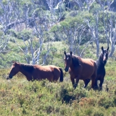 Equus caballus at Pilot Wilderness, NSW - 19 Feb 2022