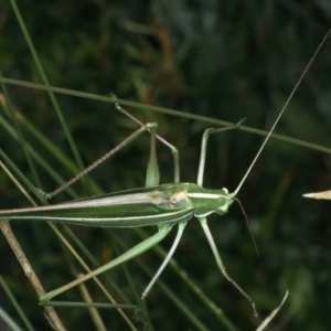 Tinzeda albosignata at Pilot Wilderness, NSW - 19 Feb 2022 12:05 PM