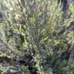 Hibbertia sp. (Guinea Flower) at Ginninderry Conservation Corridor - 28 Nov 2021 by mainsprite