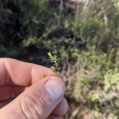 Hibbertia sp. at Coree, ACT - 29 Nov 2021 09:31 AM