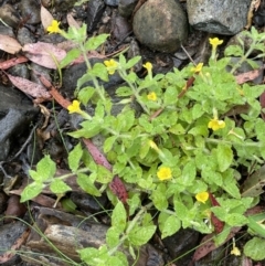 Erythranthe moschata (Musk) at Cotter River, ACT - 23 Feb 2022 by JaneR