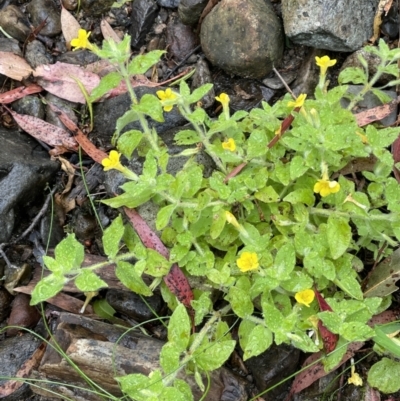 Erythranthe moschata (Musk) at Cotter River, ACT - 23 Feb 2022 by JaneR