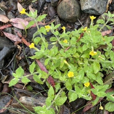 Erythranthe moschata (Musk) at Lower Cotter Catchment - 22 Feb 2022 by JaneR