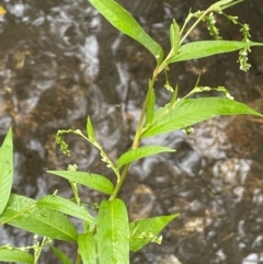 Persicaria hydropiper (Water Pepper) at Lower Cotter Catchment - 22 Feb 2022 by JaneR