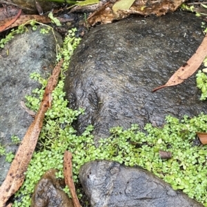 Callitriche stagnalis at Cotter River, ACT - 23 Feb 2022