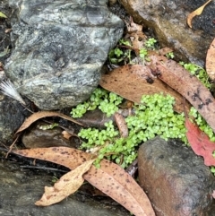 Callitriche stagnalis at Cotter River, ACT - 23 Feb 2022