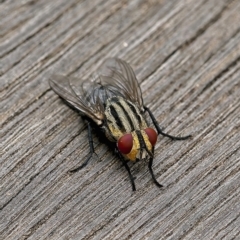 Sarcophaga sp. (genus) (Flesh fly) at Weston, ACT - 23 Feb 2022 by Kenp12