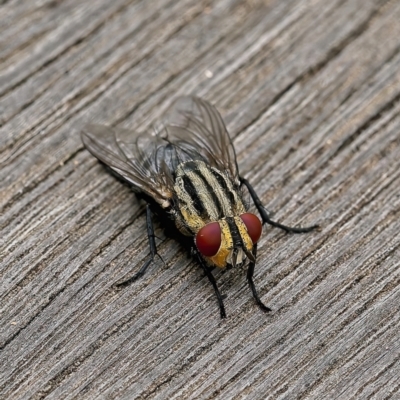 Sarcophaga sp. (genus) (Flesh fly) at Weston, ACT - 22 Feb 2022 by Kenp12