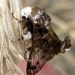 Genduara punctigera (Spotted Clear Winged Snout Moth) at Hackett, ACT - 23 Feb 2022 by RAllen