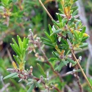 Hibbertia sp. at Molonglo Valley, ACT - 22 Feb 2022 10:11 AM