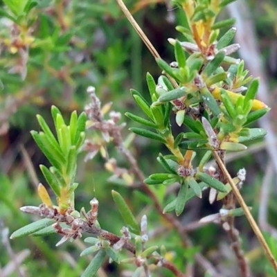 Hibbertia sp. (Guinea Flower) at Molonglo Valley, ACT - 21 Feb 2022 by sangio7