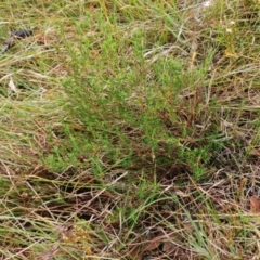 Hibbertia sp. at Molonglo Valley, ACT - 22 Feb 2022 10:11 AM