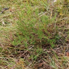 Hibbertia sp. at Molonglo Valley, ACT - 22 Feb 2022