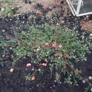 Hibiscus tridactylites at Carwoola, NSW - 23 Feb 2022 07:36 PM