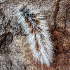 Anthela varia (Hairy Mary) at Lions Youth Haven - Westwood Farm A.C.T. - 23 Feb 2022 by HelenCross