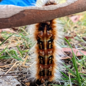 Anthela varia at Stromlo, ACT - 23 Feb 2022