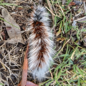 Anthela varia at Stromlo, ACT - 23 Feb 2022