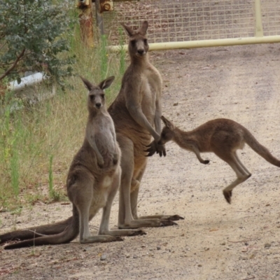 Macropus giganteus (Eastern Grey Kangaroo) at Booth, ACT - 22 Feb 2022 by RodDeb