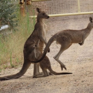 Macropus giganteus at Booth, ACT - 22 Feb 2022 12:53 PM