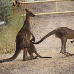 Macropus giganteus at Booth, ACT - 22 Feb 2022 12:53 PM