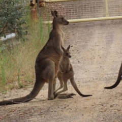 Macropus giganteus at Booth, ACT - 22 Feb 2022