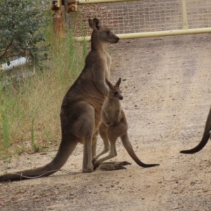 Macropus giganteus at Booth, ACT - 22 Feb 2022