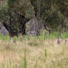 Macropus giganteus at Booth, ACT - 22 Feb 2022 12:53 PM