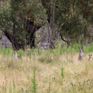 Macropus giganteus at Booth, ACT - 22 Feb 2022