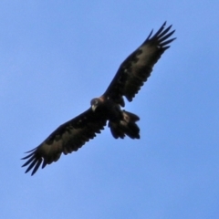 Aquila audax (Wedge-tailed Eagle) at Booth, ACT - 22 Feb 2022 by RodDeb