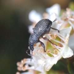 Curculionidae (family) (Unidentified weevil) at Cotter River, ACT - 22 Feb 2022 by Harrisi