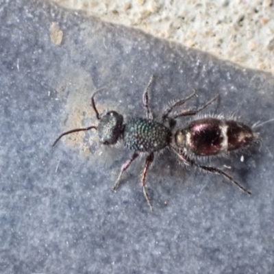 Aglaotilla sp. (genus) (Australian Velvet Ant) at Murrumbateman, NSW - 23 Feb 2022 by SimoneC