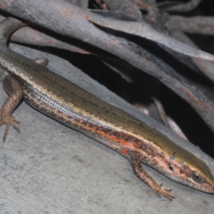 Pseudemoia entrecasteauxii at Crackenback, NSW - 19 Feb 2022