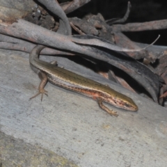 Pseudemoia entrecasteauxii at Crackenback, NSW - 19 Feb 2022