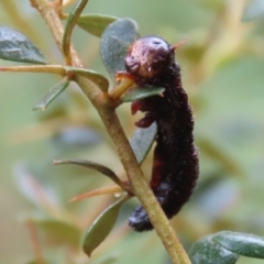 Perginae sp. (subfamily) (Unidentified pergine sawfly) at Booth, ACT - 22 Feb 2022 by RodDeb