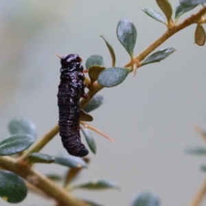 Perginae sp. (subfamily) at Booth, ACT - 22 Feb 2022