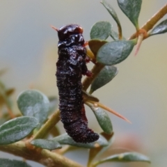 Perginae sp. (subfamily) at Booth, ACT - 22 Feb 2022