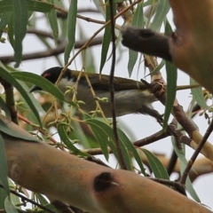 Melithreptus lunatus (White-naped Honeyeater) at Booth, ACT - 22 Feb 2022 by RodDeb