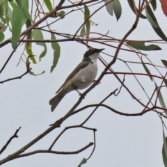 Melithreptus lunatus at Booth, ACT - 22 Feb 2022 01:56 PM