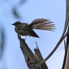 Rhipidura albiscapa (Grey Fantail) at Booth, ACT - 22 Feb 2022 by RodDeb