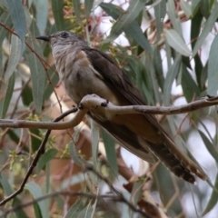 Cacomantis variolosus (Brush Cuckoo) at Booth, ACT - 22 Feb 2022 by RodDeb